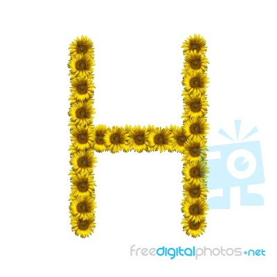 Isolated Sunflower Alphabet H Stock Photo