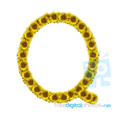 Isolated Sunflower Alphabet Q Stock Photo