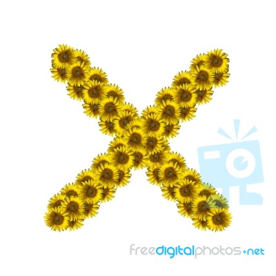 Isolated Sunflower Alphabet X Stock Photo