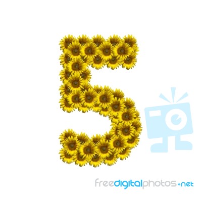 Isolated Sunflower Number 5 Stock Photo