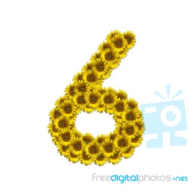 Isolated Sunflower Number 6 Stock Photo