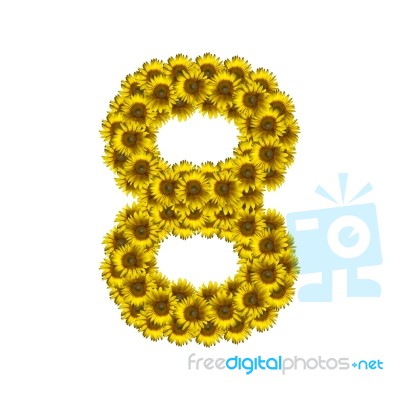 Isolated Sunflower Number 8 Stock Photo