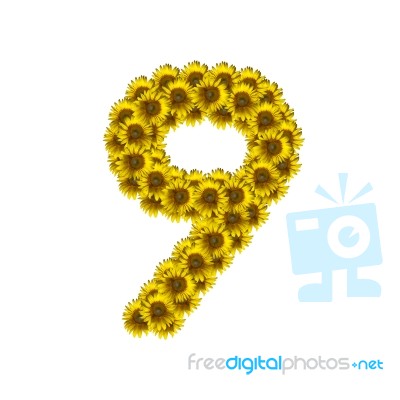 Isolated Sunflower Number 9 Stock Photo