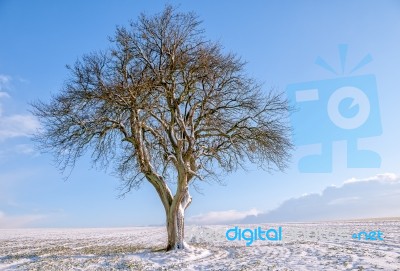 Isolated Tree Stock Photo