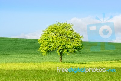 Isolated Tree Stock Photo