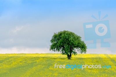 Isolated Tree Stock Photo