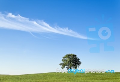 Isolated Tree Stock Photo