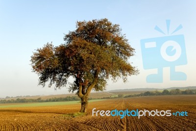 Isolated Tree Stock Photo