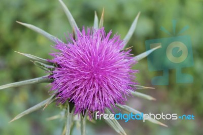 Israeli Thistle Stock Photo