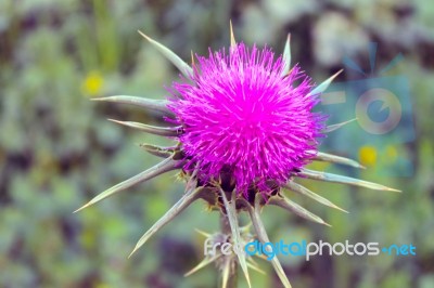 Israeli Thistle Stock Photo