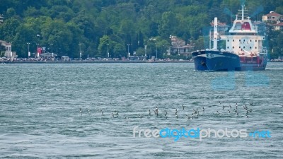 Istanbul, Turkey - May 24 : View Of A Flock Of Yelkouan Sherwaters Flying Along The Bosphorus In Istanbul Turkey On May 24, 2018 Stock Photo