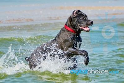 Italian Cane-corso Stock Photo