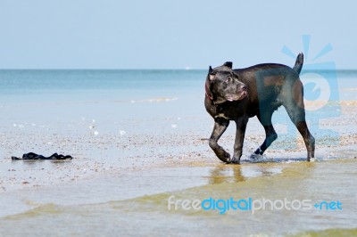 Italian Cane-corso Dog On The Coast Stock Photo