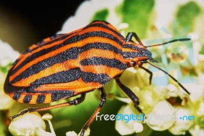 Italian Striped Bug Stock Photo