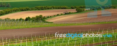 Italian Summer Vineyards Stock Photo