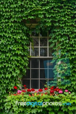 Ivy Covered Window Stock Photo