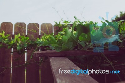 Ivy Gourd Climbing On A Trellis Stock Photo