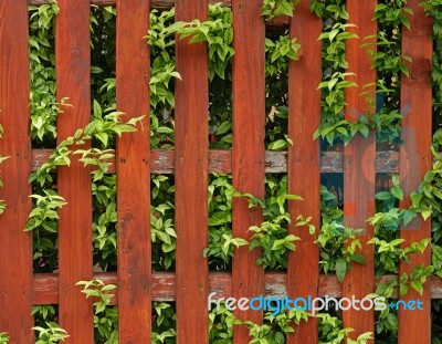 Ivy Green On Old Wooden Fence Stock Photo