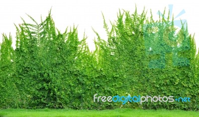 Ivy in white background Stock Photo