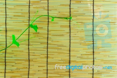 Ivy Shoots On  Japanese Bamboo Blind Stock Photo