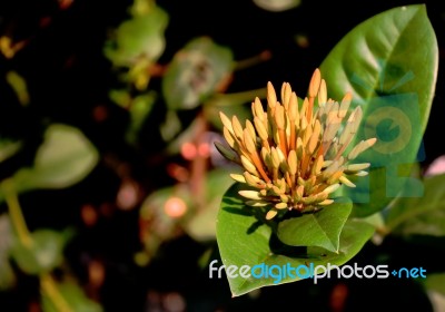 Ixora Stock Photo