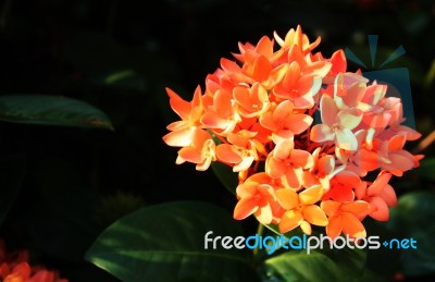 Ixora Stock Photo