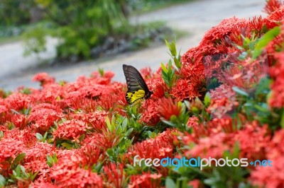 Ixora Stock Photo