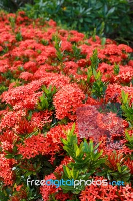 Ixora Stock Photo