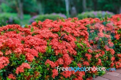 Ixora Detail Nature Stock Photo