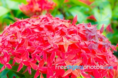 Ixora Flower Stock Photo