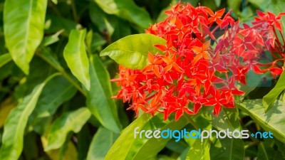 Ixora Flower Stock Photo