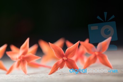 Ixora Flower Close Up Isolate In Black Stock Photo