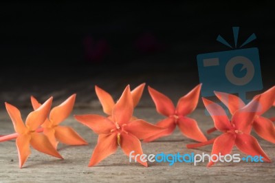 Ixora Flower Close Up Isolate In Black Stock Photo