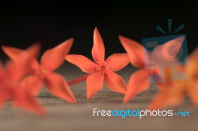 Ixora Flower Close Up Isolate In Black Stock Photo