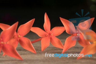 Ixora Flower Close Up Isolate In Black Stock Photo