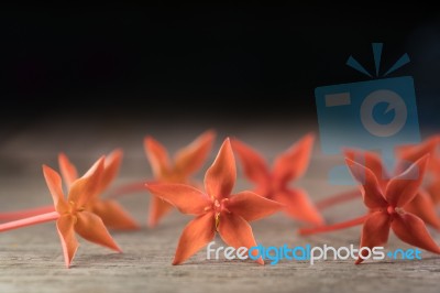 Ixora Flower Close Up Isolate In Black Stock Photo