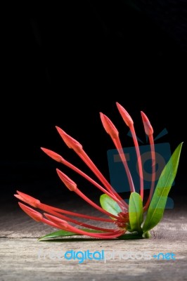 Ixora Flower With Leaves Isolate In Black Stock Photo