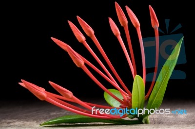 Ixora Flower With Leaves Isolate In Black Stock Photo