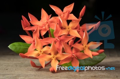 Ixora Flower With Leaves Isolate In Black Stock Photo