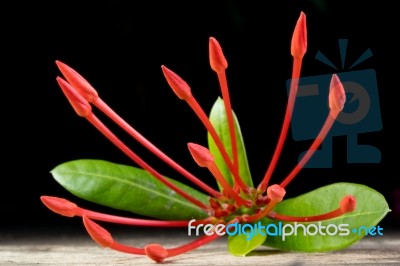 Ixora Flower With Leaves Isolate In Black Stock Photo