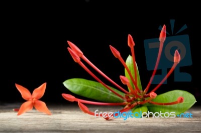 Ixora Flower With Leaves Isolate In Black Stock Photo