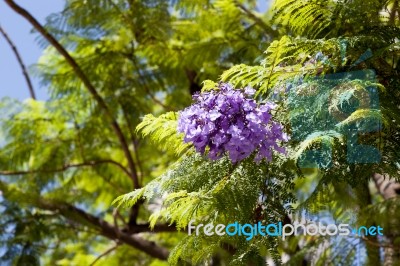 Jacaranda (jacaranda Mimosifolia) Stock Photo