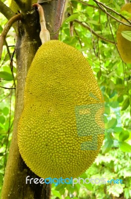 Jack Fruit Stock Photo