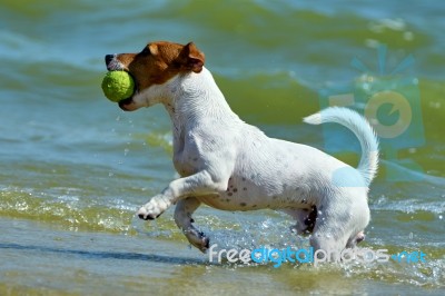 Jack Russell Carries The Ball Stock Photo