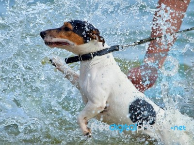 Jack Russell On The Coast Stock Photo