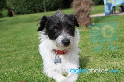 Jack Russell Pup Sitting In Garden Stock Photo