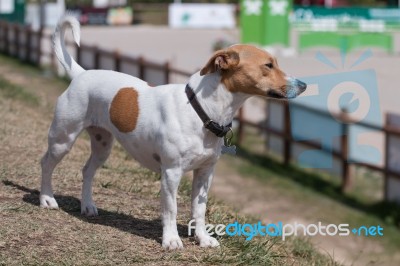 Jack Russell Terrier Dog Stock Photo