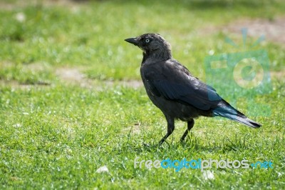 Jackdaw (corvus Monedula) Stock Photo