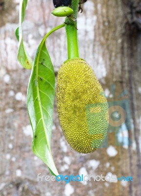 Jackfruit Stock Photo