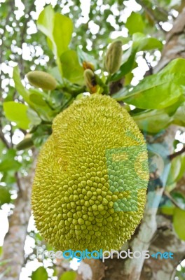 Jackfruit On The Tree Stock Photo